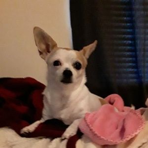 Meet your Posher, Vaselia